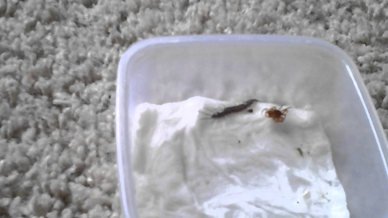 insects picture Garden Centipede Molt!!!!!!!!!
