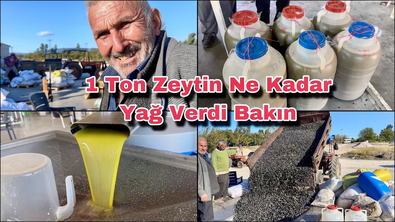 1 Ton Zeytinden Bakın Ne Kadar Zeytinyağı Çıktı ? Osmaniye Sumbas