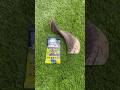 Opening a Dead World pack with a rams horn