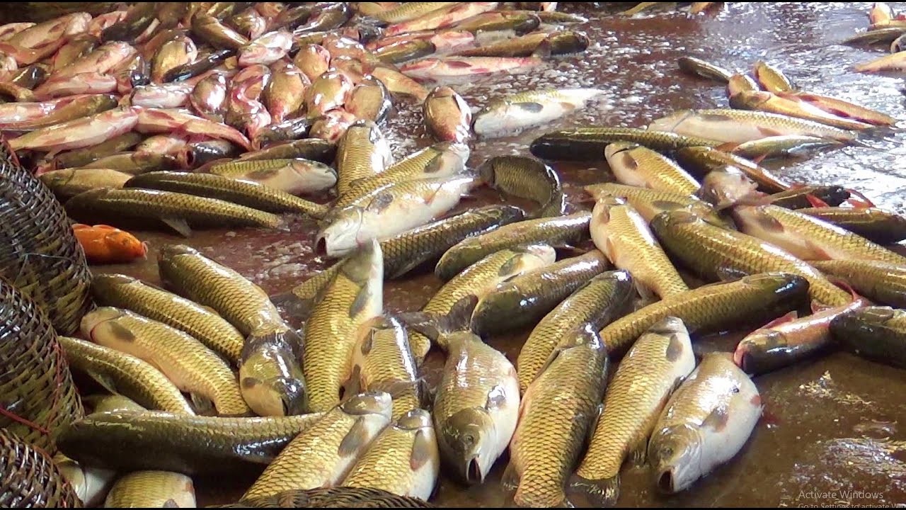 Amazing BIG HUGE GRASS CARP FISH Live Fish Market In Bangladesh