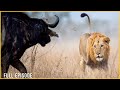 LION DYNASTY – Banished Royalty Facing the Brutal Wild (Full Episode) | Nature Animal Documentary