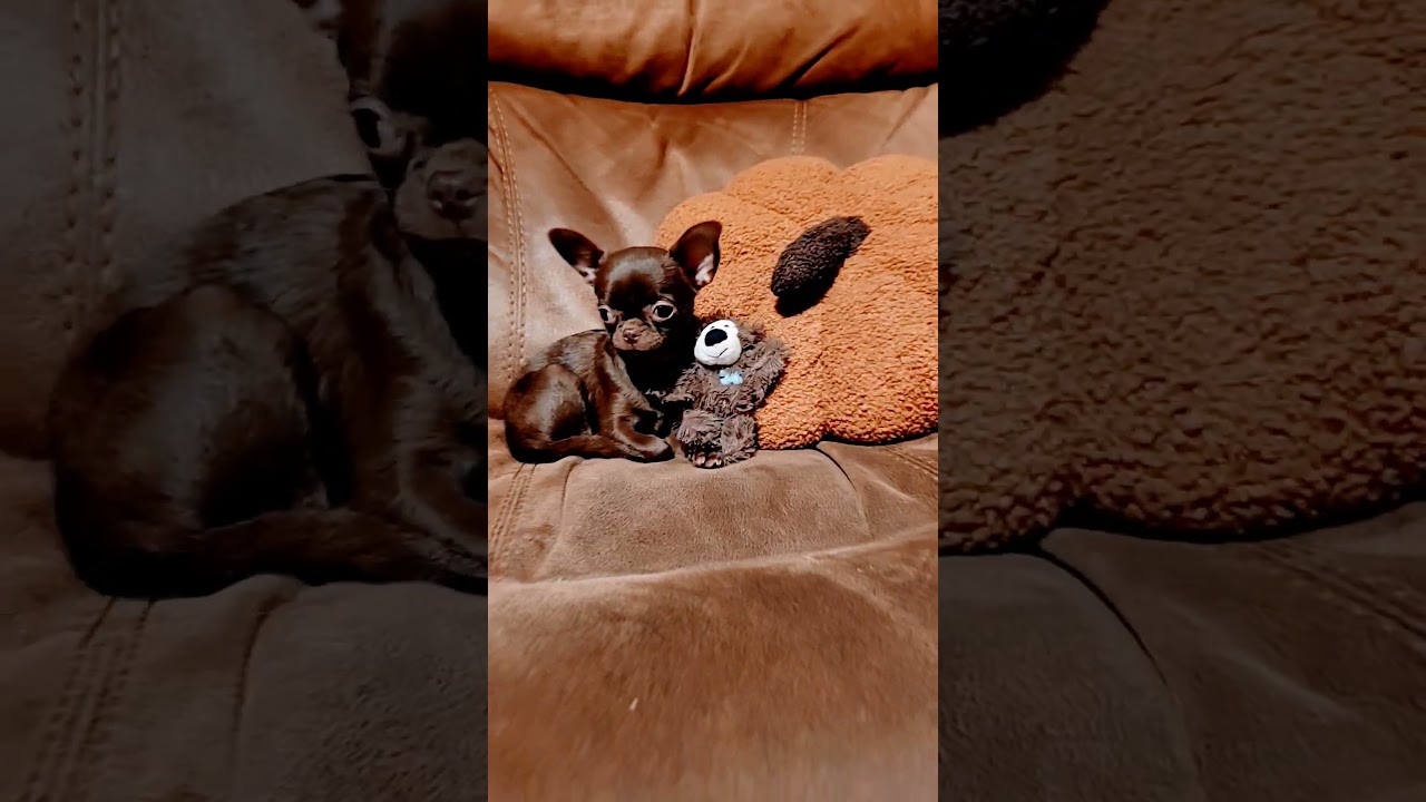 Loves a Pumpkin 🎃 