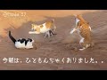 今朝はひともんちゃくありました。