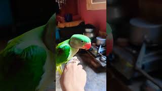Masum Mithu #parrot #indianringneckparrot