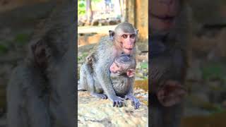 wonderful attractive lovely interesting baby monkey such fantastic #baby #monkey #wildlife #viral