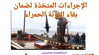 الإجراءات المتخذة لضمان بقاء التونة الحمراء