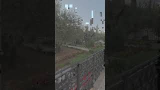 Это — Гефсиманский сад, одно из самых священных мест на земле.