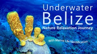 Underwater Belize Nature Relaxation  Scuba Diving Belize  Marine Life Identification