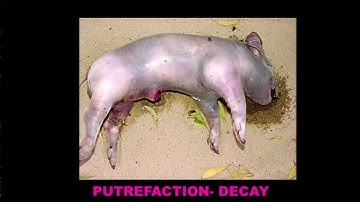 Estimating Post Mortem Interval, part 2 - Stage Two of Decay (Bloat)