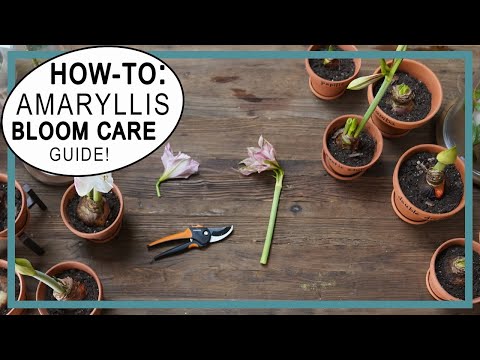 Vídeo: Cuidar les plantes d'Amaryllis - Consells per cultivar Amaryllis