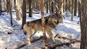 WOLF TRAPPING 2025 - Full Season Video!