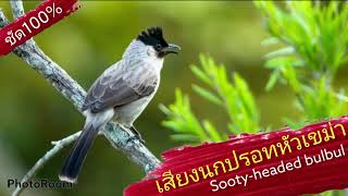 เสียงปรอดหัวเขม่าตัดเสียงรบกวนเสียงดีเข้าไว100%ชัด100%(Sooty-headed bulbul) #สำหรับต่อนกปรอดหัวเขม่า screenshot 5