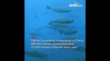 China launches massive, deep-sea salmon farm| CCTV English