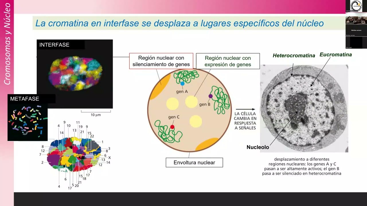 FFyB BCM 2025 | Teórico 10: Los Ácidos Nucleicos - Núcleo y Organización del Genoma Parte II
