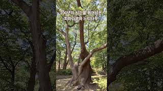 느티나무 자하연점 영상