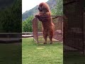 Tibetan mastiff giant dog  freak