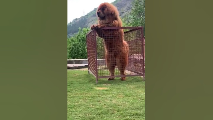 Tibetan Mastiff Giant Dog 🐕 freak