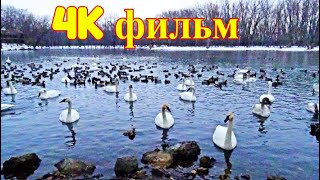 4k фильм звуки воды