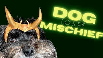 Loki EVA Foam Cosplay Horns For Your Pet! - DIY Tutorial & Template for tiny EVA Foam Cosplay Horns