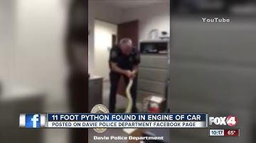 11 foot python found in engine of car