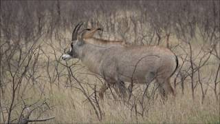 Beautiful, Exotic Roan Antelope
