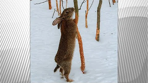 Как спасти яблоню,если кору обьели зайцы!