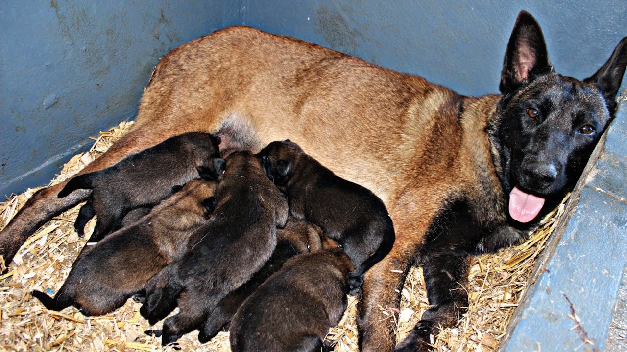 أخيرا ولدات من بعد 70 يوم و هاعلاش كيموتو الولاد 😢