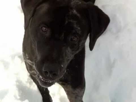 The Amazing Catahoula Leopard Dog: Jack