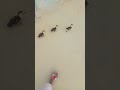 don't miss end 🤣😂#funny #funnyvideo #shorts