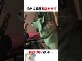 ミーム動画に度肝を抜かれたハスキー