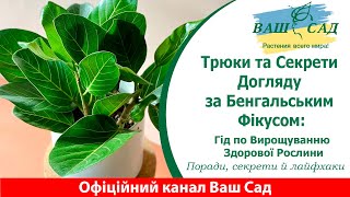 Трюки та Секрети Догляду за Бенгальським Фікусом: Ваш Гід по Вирощуванню Здорової Рослини. Ваш сад