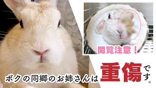 滋賀でウサギ130羽の多頭飼育崩壊 眼球がつぶれ 耳がちぎれた子たちも ボランティアが見た壮絶な現場 まいどなニュース