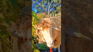 Getting out for the day #petsnaturelove #beautifulworld #sheepandgoats