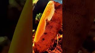 Teknik Dan Skill Mengupas Kulit Kentang Dengan Sangat Tipis