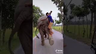 দখন হত ক ভব ছলটক প দয উপর উঠয আপনও অবক হয যবন