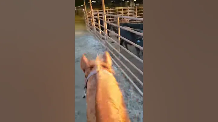 The Perfect Brother AQHA moving cow at sale barn