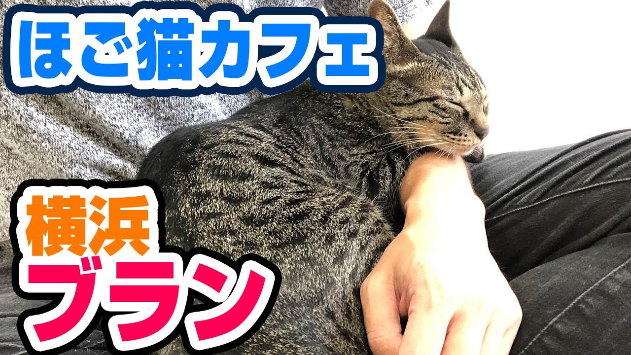 癒し 横浜の猫カフェ ブランのレビュー Youtube