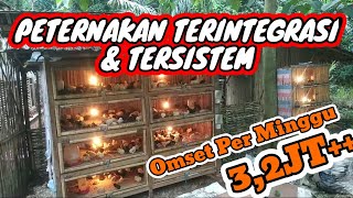 MASIH GAGAL? Lakukan 7 KIAT SUKSES Cara Ternak Ayam Kampung Pemula Ini!. 