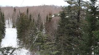 Nature Clip  39  Winter Forest View (Calm & Relaxing Sounds)