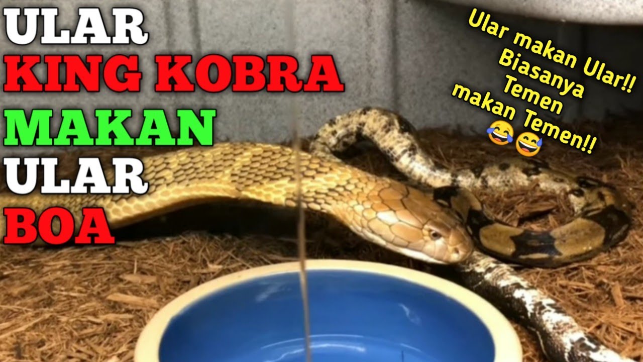 ULAR KING KOBRA MAKAN ULAR BOA!!! 