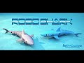 Roboshark - New RC Shark Toy