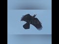 On auspicious mahalaya paksha(15days) remember ur ancestors and feed food for crows#mahalayapaksham
