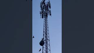 Vultures taking over cellphone tower.