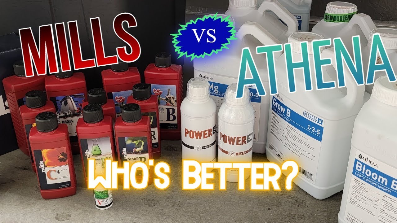 WHO WON Veg?! ATHENA vs MILLS Nutrients!  Veg Day 21