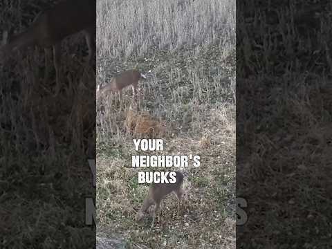 Why you might never see that buck again #whitetail #deerhunting
