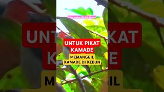 Download Lagu pikat kamade pisang #kamade #kemadegacor #kemadepikat #kemade #empritpisang #suarakemade MP3 Download Lagu pikat kamade pisang #kamade #kemadegacor #kemadepikat #kemade #empritpisang #suarakemade MP3