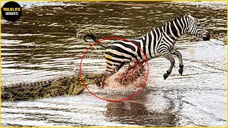 45 Craziest Moments Crocodile Attack Zebra In The River @swagwildlifemoments