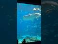 @georgiaaquarium   aquarium  #zoo #georgiaaquarium #aquarium #dierentuin #delphin