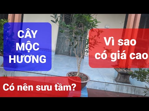 Video Cây mộc hương: Vì sao nên trồng và chơi? - youtube