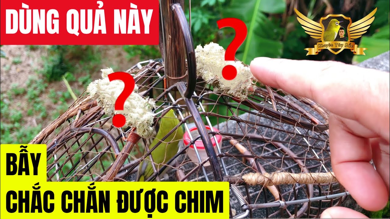 Loại Quả Kì Diệu Bẫy Khuyên Bao Nhạy - Đến Là Lao Vào Ăn Và Sập Bẫy - Best Bird Trap Fruit  | KTB